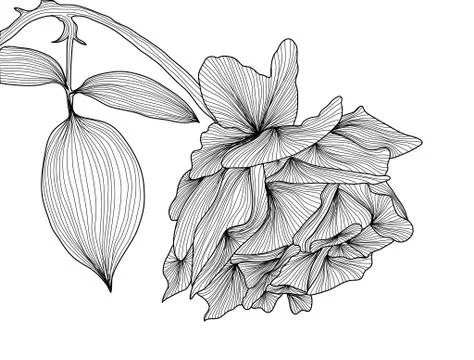 Decorative rose Stock Illustration