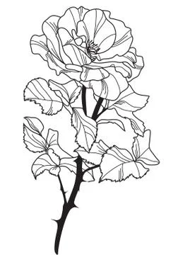 Decorative rose Stock Illustration