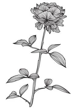 Decorative rose Stock Illustration
