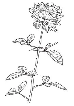 Decorative rose Stock Illustration