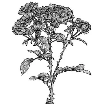Decorative roses Stock Illustration