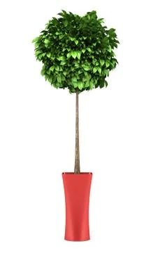 Decorative round tree in red pot isolated on white background Stock Illustration