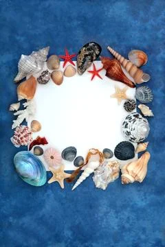 Decorative Sea Shell Border with Assortment of Shells 스톡 사진