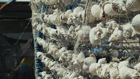 Decorative Sea Shells Strung Together and Drying at a Fishing Port Stock Footage 334166829