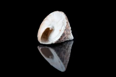 Decorative seashell on a black background Stock Photos