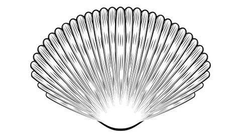 Decorative seashell design Illustration
