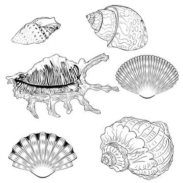 Decorative seashell set Illustrazione stock