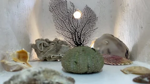 Decorative seashells and coral display in soft light Stock-Footage 332569166