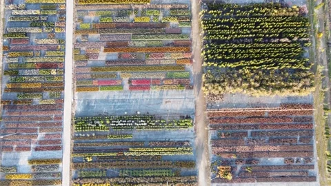 Decorative seedlings Stock Footage 165629228