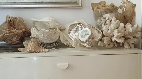 Decorative shells and corals ,Marina di Carrara Italy, October 12 2026 Stock Footage 347597288