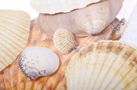Decorative shells. ocean shells. Stock Photos