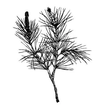 Decorative silhouette hand drawn pine branch Stock Illustration