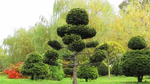 A decorative small pine tree in the park against the background of green bushes Stock Footage 219669107