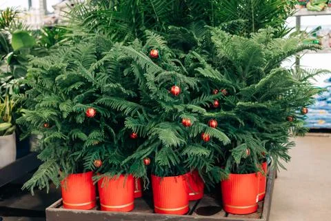 Decorative small pine trees with red ornaments in pots for sale in a garden Foto stock