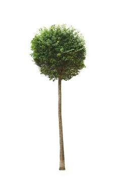 Decorative small tree isolated on a white background Stock Photos