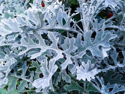 Decorative snow grass Stock Photos