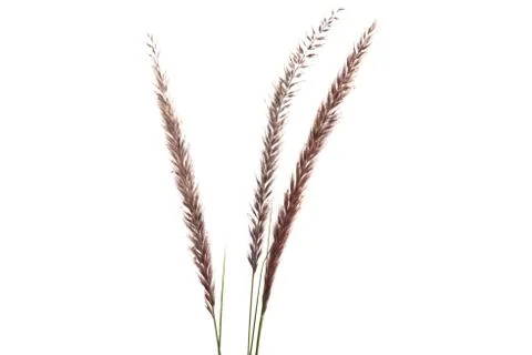 Decorative spikelets isolated Stock Photos