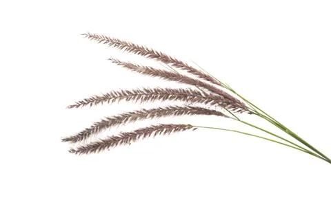 Decorative spikelets isolated Stock Photos