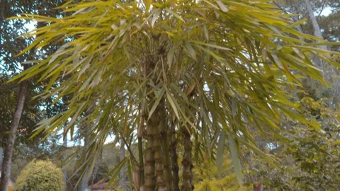 Decorative spine bone alike palm trees and betel nut palm trees Stock Footage 333318558