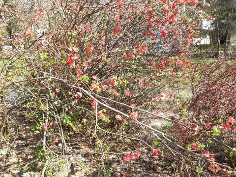 Decorative spring bushes Stock Photos