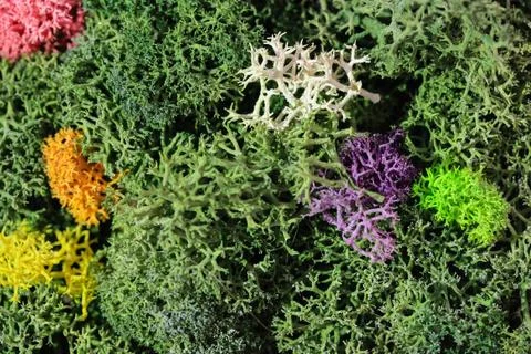 Decorative stabilized multicolored moss close-up, green moss texture Stock Photos