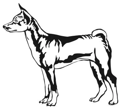 Decorative standing portrait of Basenji vector illustration Stock Illustration