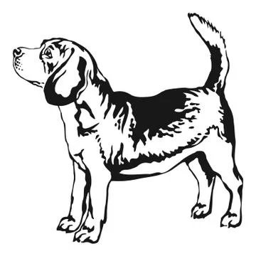 Decorative standing portrait of beagle vector illustration 스톡 일러스트