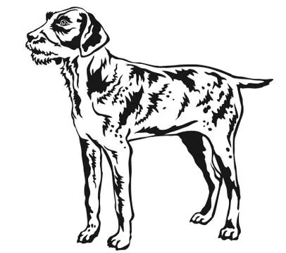 Decorative standing portrait of German Wirehaired Pointer vector illustration Illustrazione stock