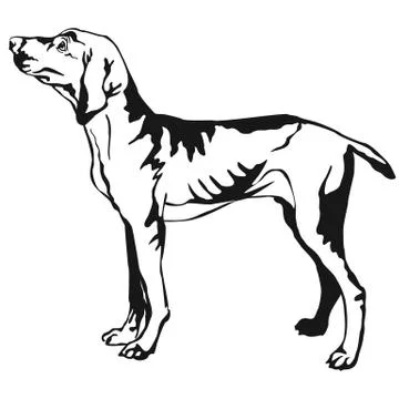 Decorative standing portrait of Hungarian pointer vector illustration 스톡 일러스트