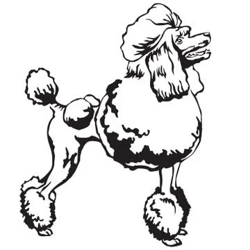 Decorative standing portrait of Poodle vector illustration Stock Illustration