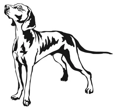 Decorative standing portrait of Weimaraner vector illustration 스톡 일러스트