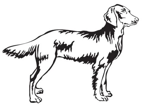 Decorative standing portrait of Weimaraner vector illustration Illustrazione stock