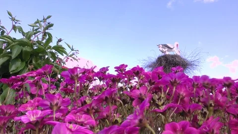 Decorative stork in a garden. Stock Footage 77269054