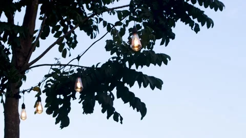 Decorative string light bulbs glowing among dark tree leaves against dusk t.. Stock Footage 344694046