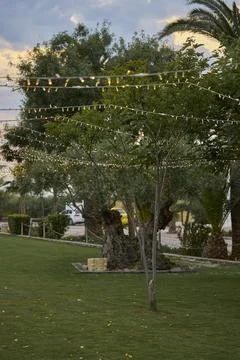 Decorative string lights glowing above garden at dusk Stock Photos