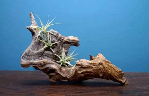 Decorative stub 写真素材
