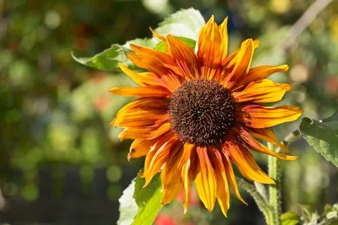 Decorative sunflower Stock Photos