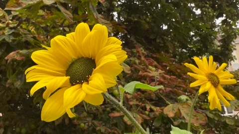 Decorative sunflowers shaking in the wind Stock Footage 211681365