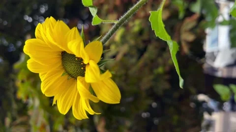 Decorative sunflowers shaking on the wind. Vertical Stock Footage 211681394