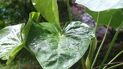 Decorative Taro Stock Footage 213599735