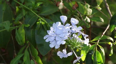Decorative tree with blue flowers Stock Footage 68681052
