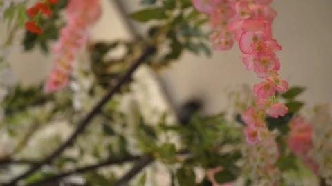 Decorative tree Stock Footage 106080483