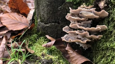 Decorative tree fungi on mossy tree stump, dead wood, decomposition Stock Footage 293241063