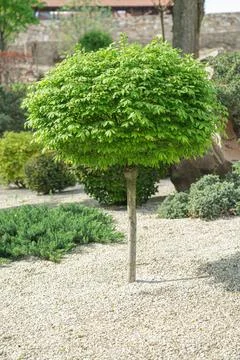 Decorative tree in the garden as a background Stock Photos