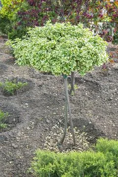 Decorative tree in the garden as a background 스톡 사진