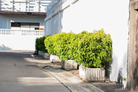 Decorative tree growing in a pod Stock Photos