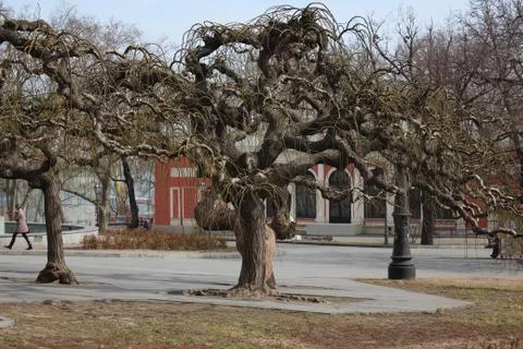 Decorative tree mulberry Stock Photos