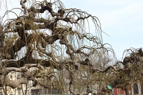 Decorative tree mulberry Stock Photos