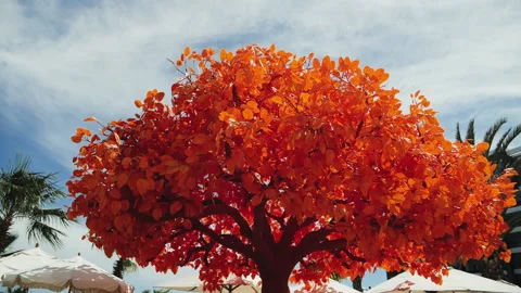 Decorative Tree with orange leaves Video stock 239712897
