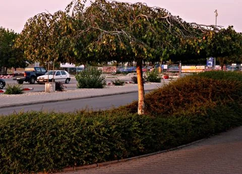 Decorative tree Stock Photos